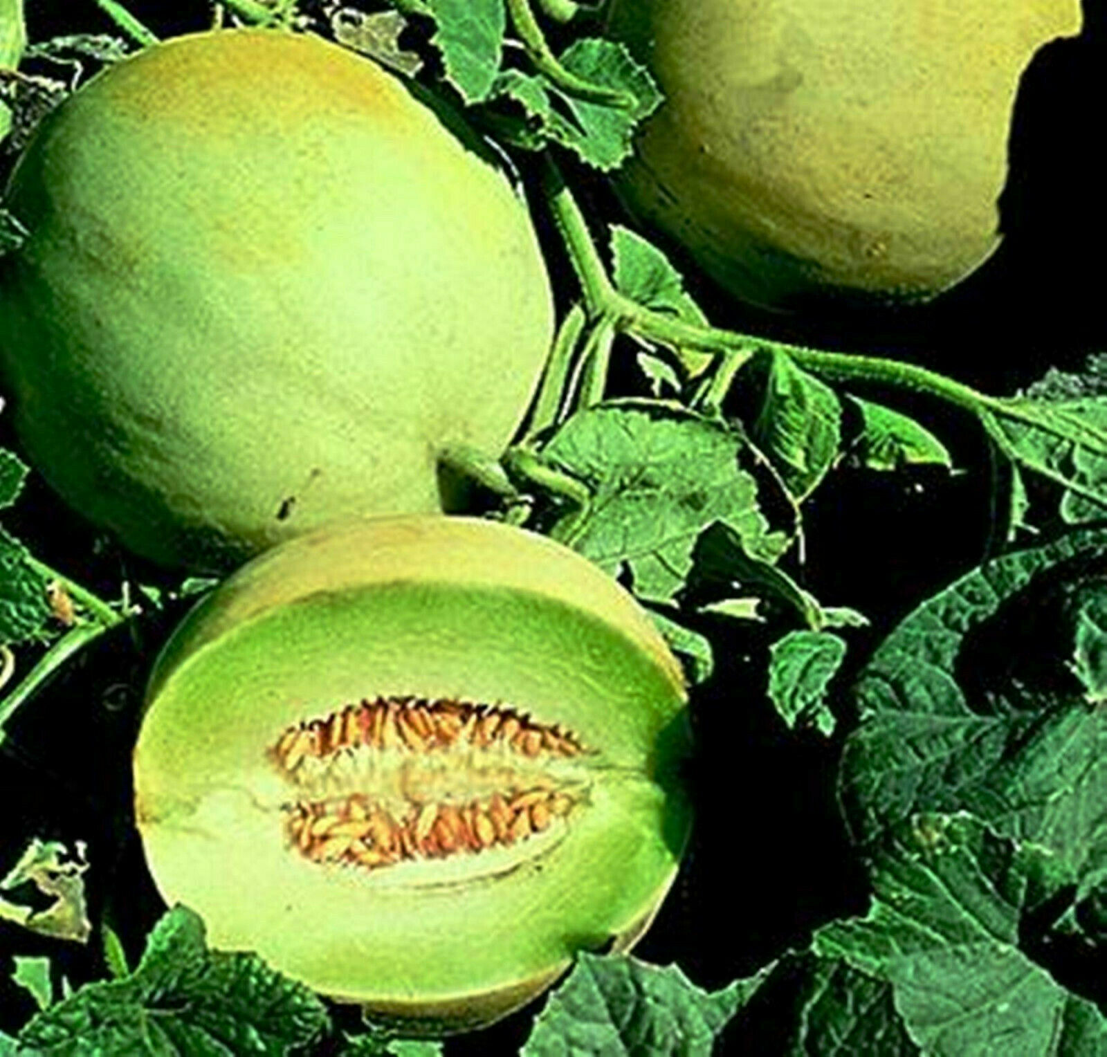 Jumbo Honeydew Melon Sweet Fruits -10 Seeds - White Antibes Cultivar Muskmelons